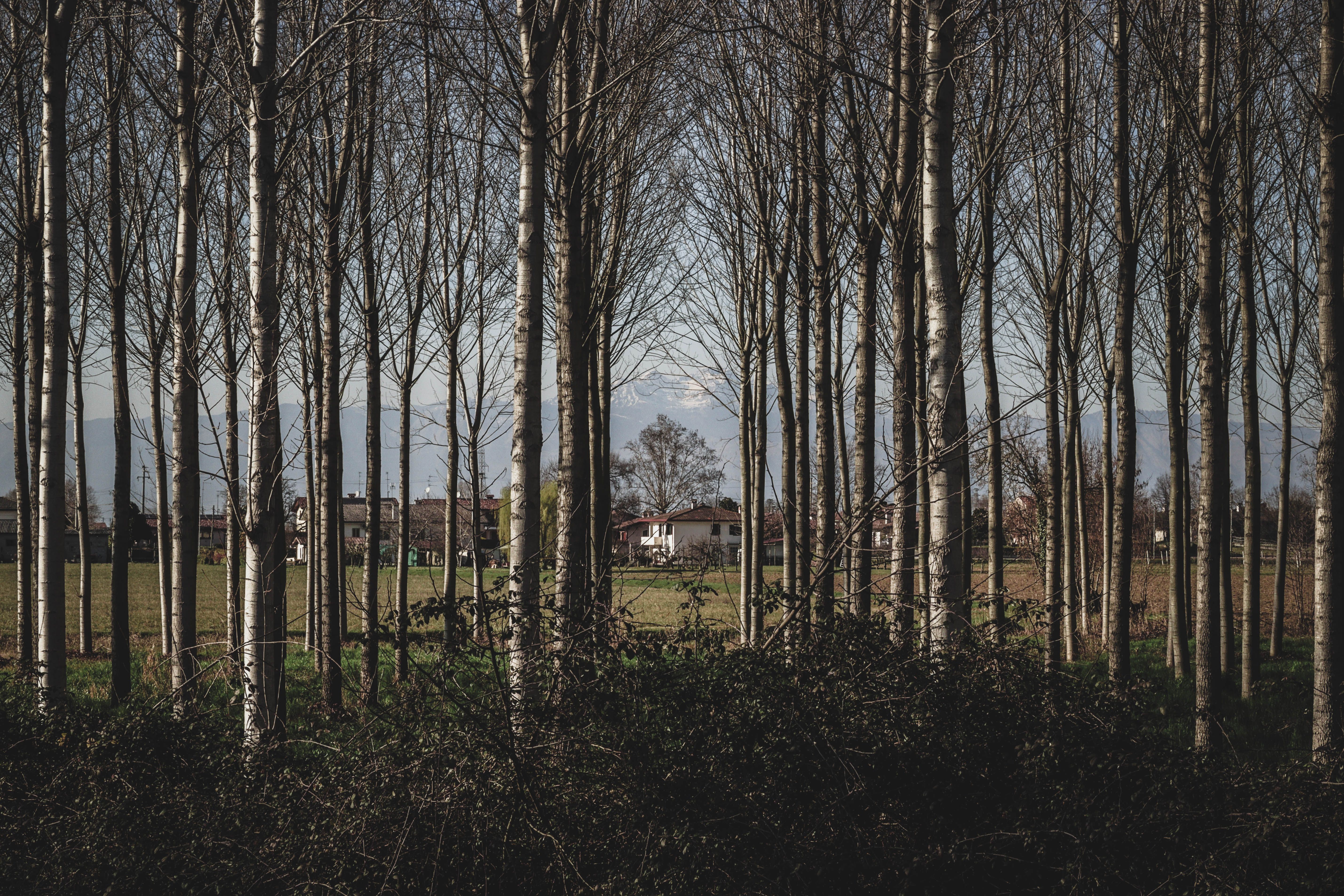 Tranquil forest scene showcasing tall trees and distant houses under a clear sky.