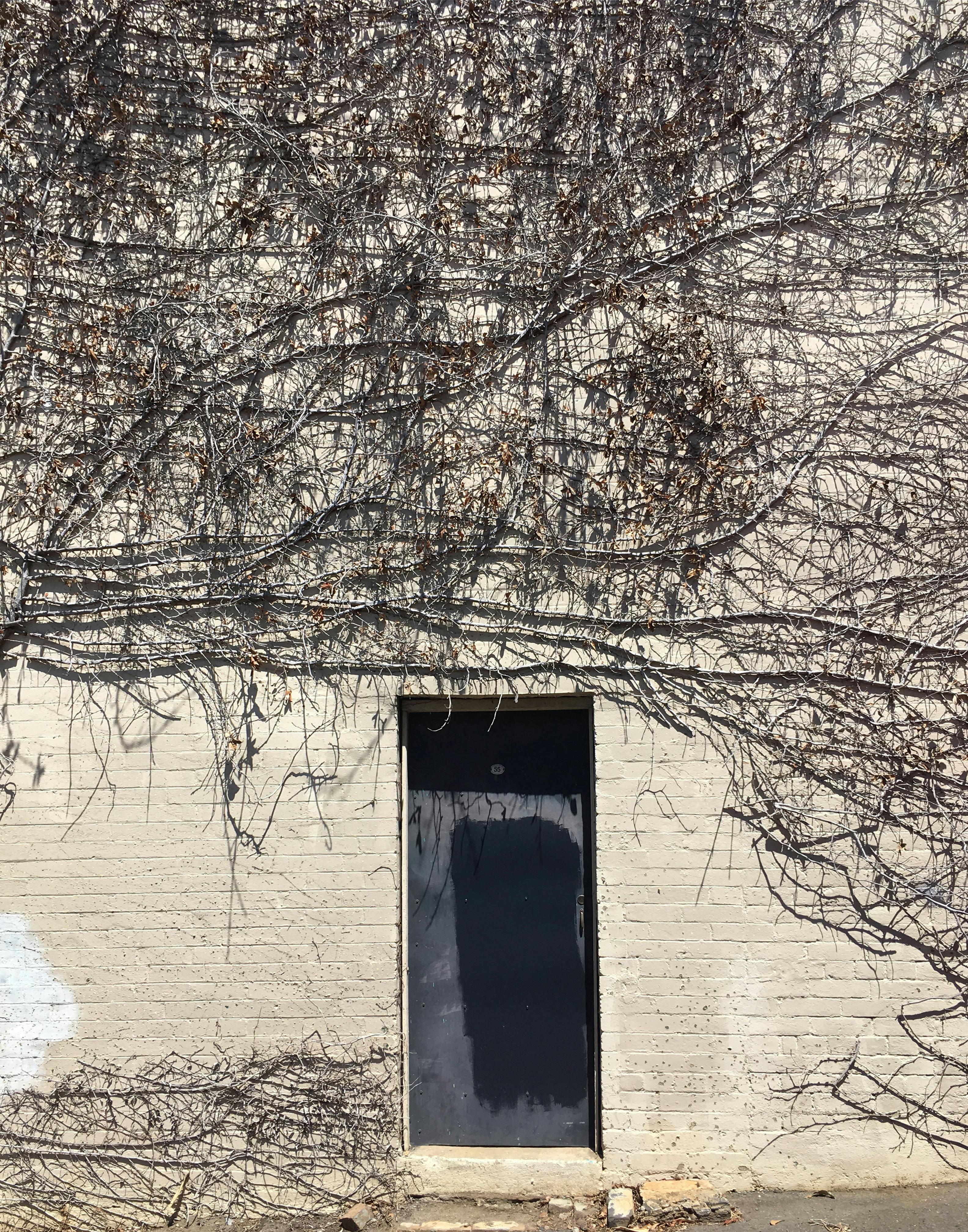 Free stock photo of creeper, dead plants, dead vines
