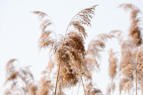 Free Tranquil view of dried common reed grass swaying softly in the breeze. Stock Photo