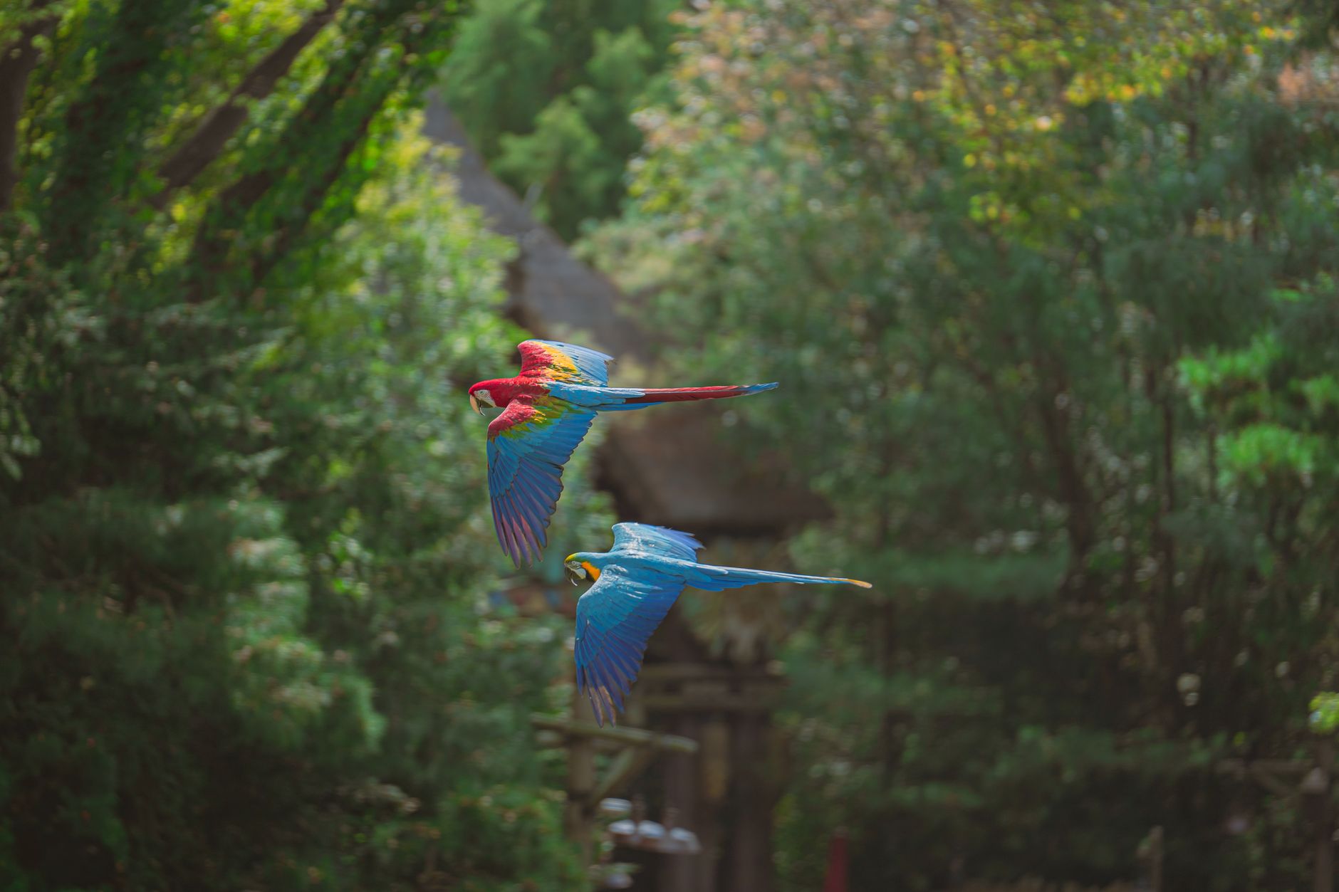 parrot flying indoor room