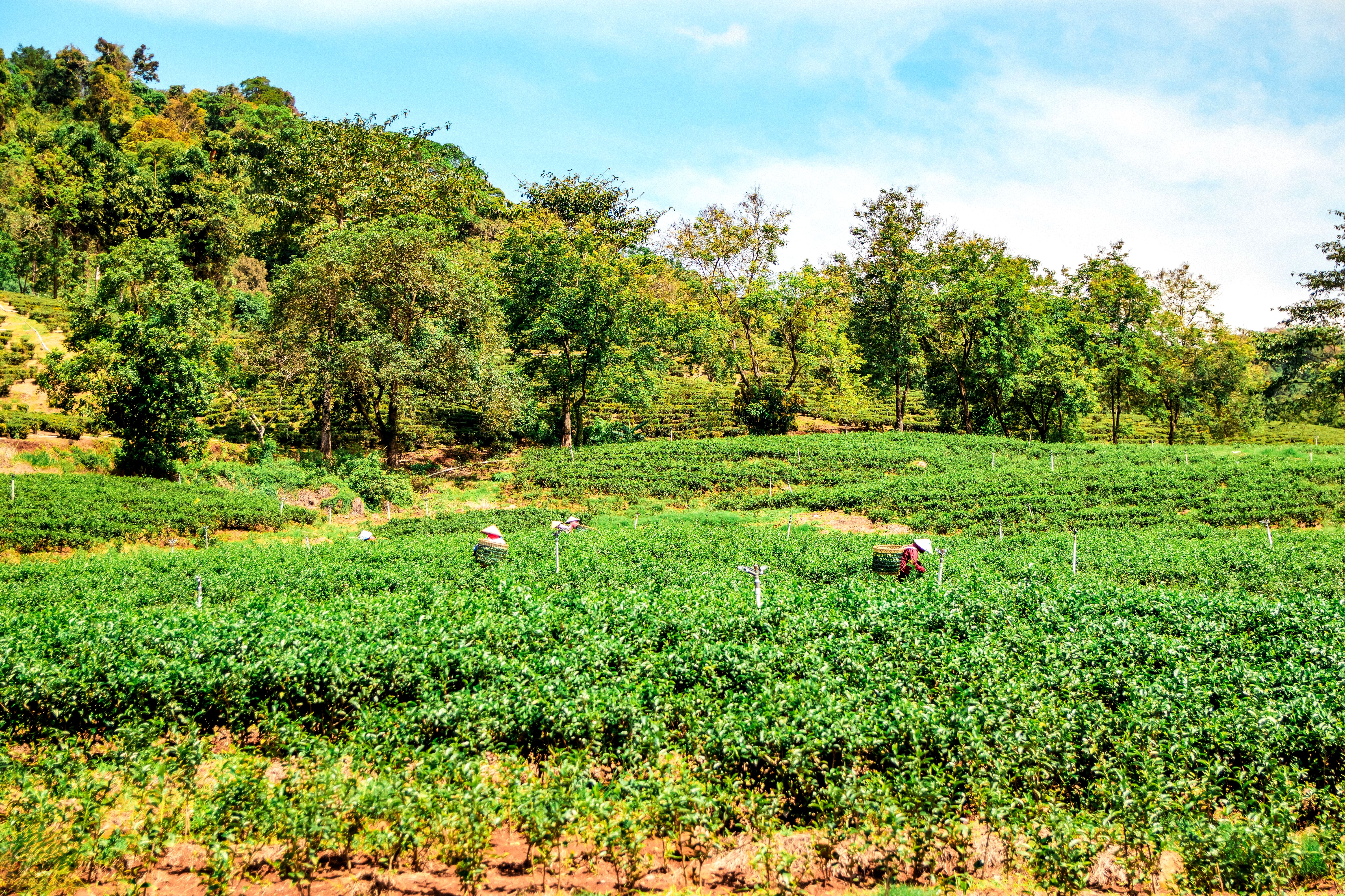 Scenic Tea Plantation Landscape in Lâm Đồng · Free Stock Photo