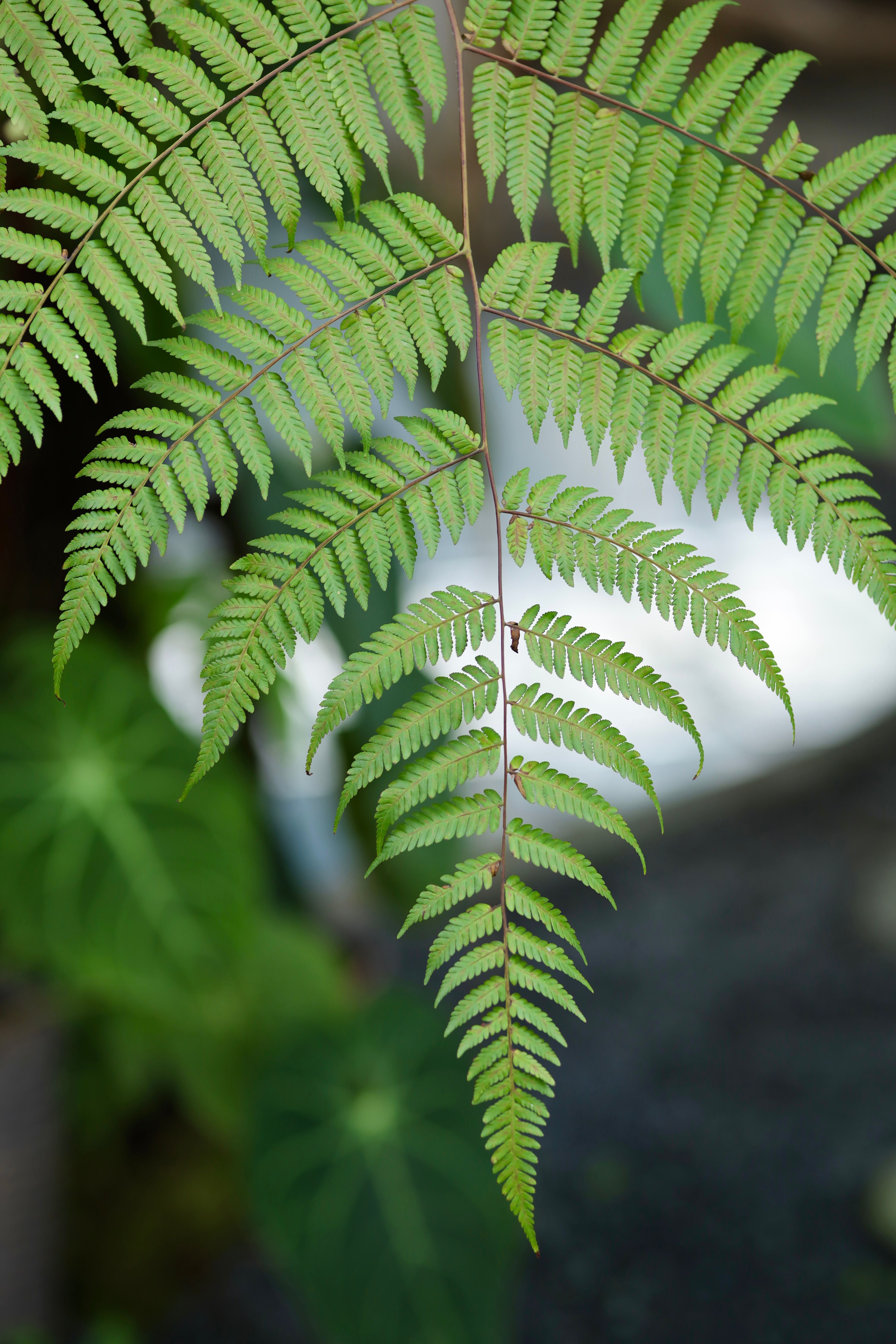 Detailed view of fresh fern leaves against a natural background.