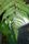 fern