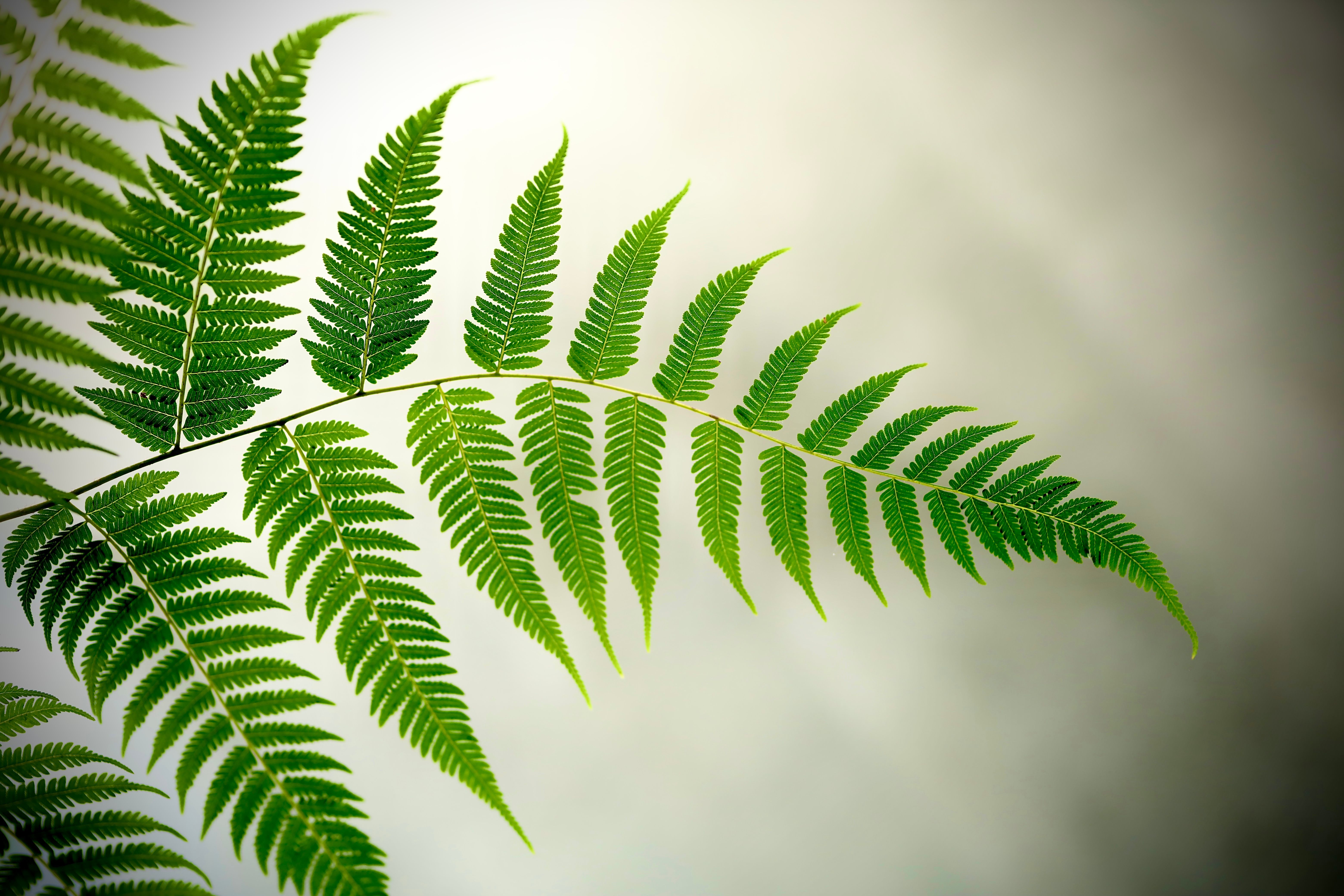 Detailed view of a green fern leaf against a soft background, showcasing natural beauty. - Evidence evidence guide for polypodium leucotomos skin photoaging randomized trial