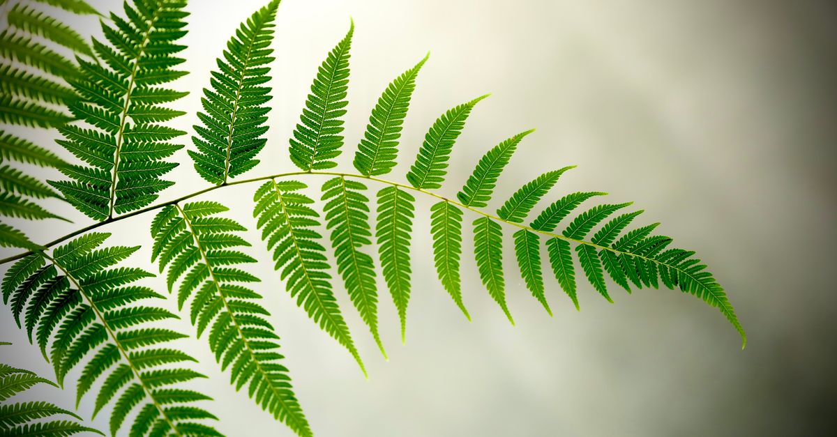 Detailed view of a green fern leaf against a soft background, showcasing natural beauty. - Evidence evidence guide for polypodium leucotomos skin hydration meta-analysis