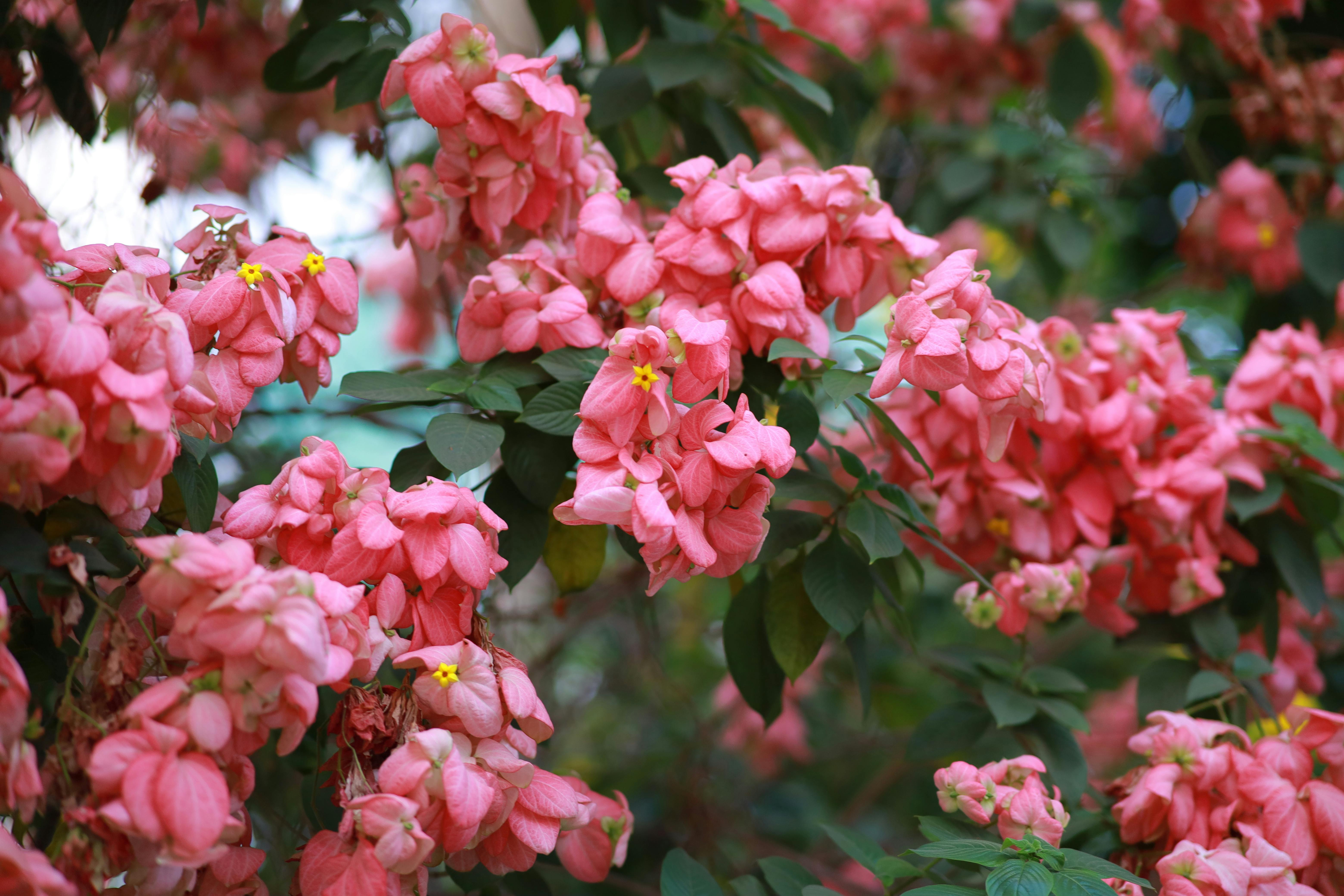 [ColoSach]-close-up-of-vibrant-pink-mussaenda-flowers-with-lush-green-leaves,-captured-outdoors.