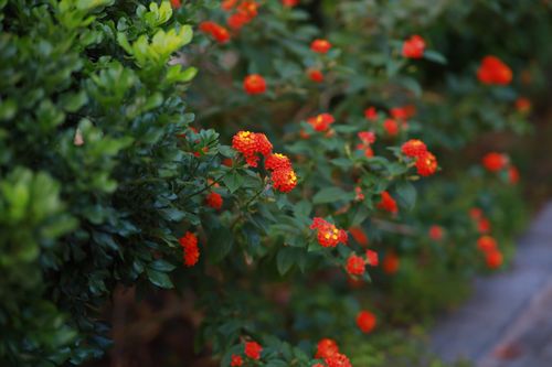 Free Bright orange lantana flowers in full bloom with lush green foliage. Stock Photo