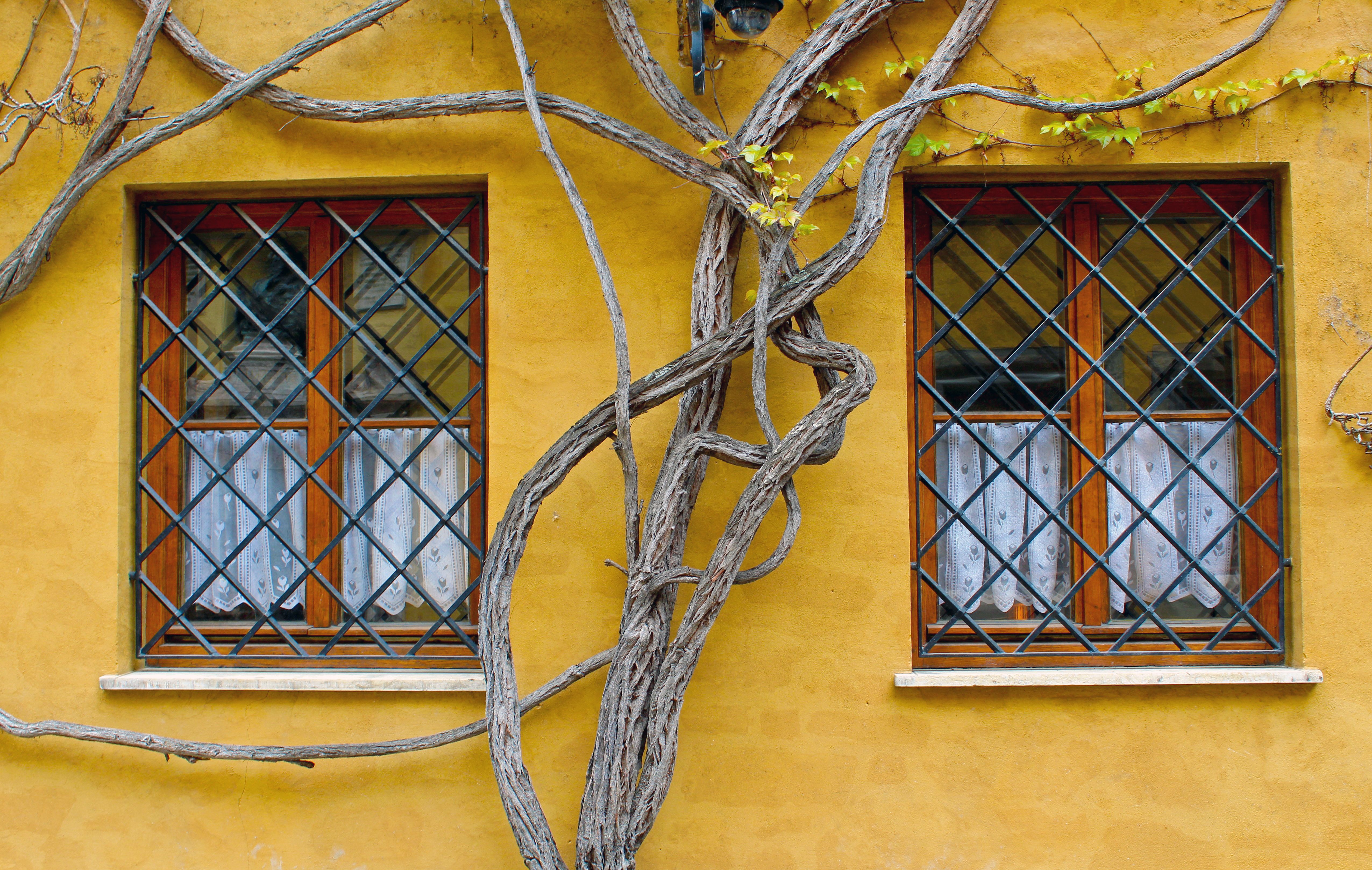 Close-up of two charming windows with vines on a yellow wall in Augsburg, Germany.