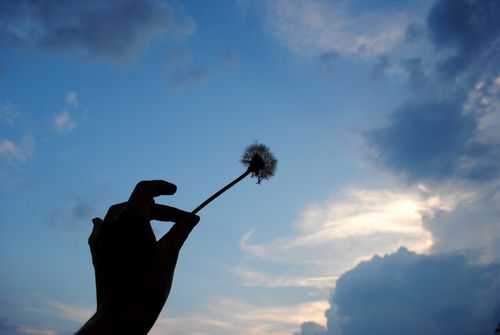 Free stock photo of blue, hand, nature Stock Photo