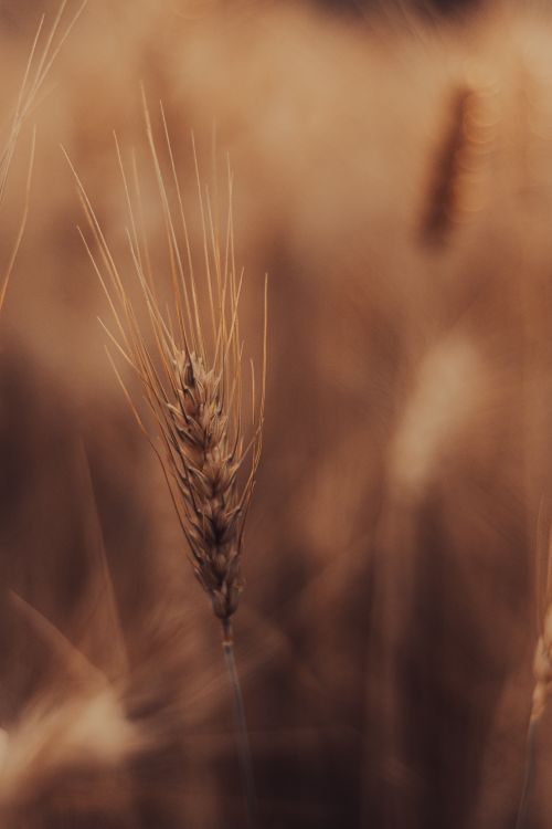 Free Close-up of a wheat spikelet in a golden field during sunset, capturing the essence of harvest season. Stock Photo