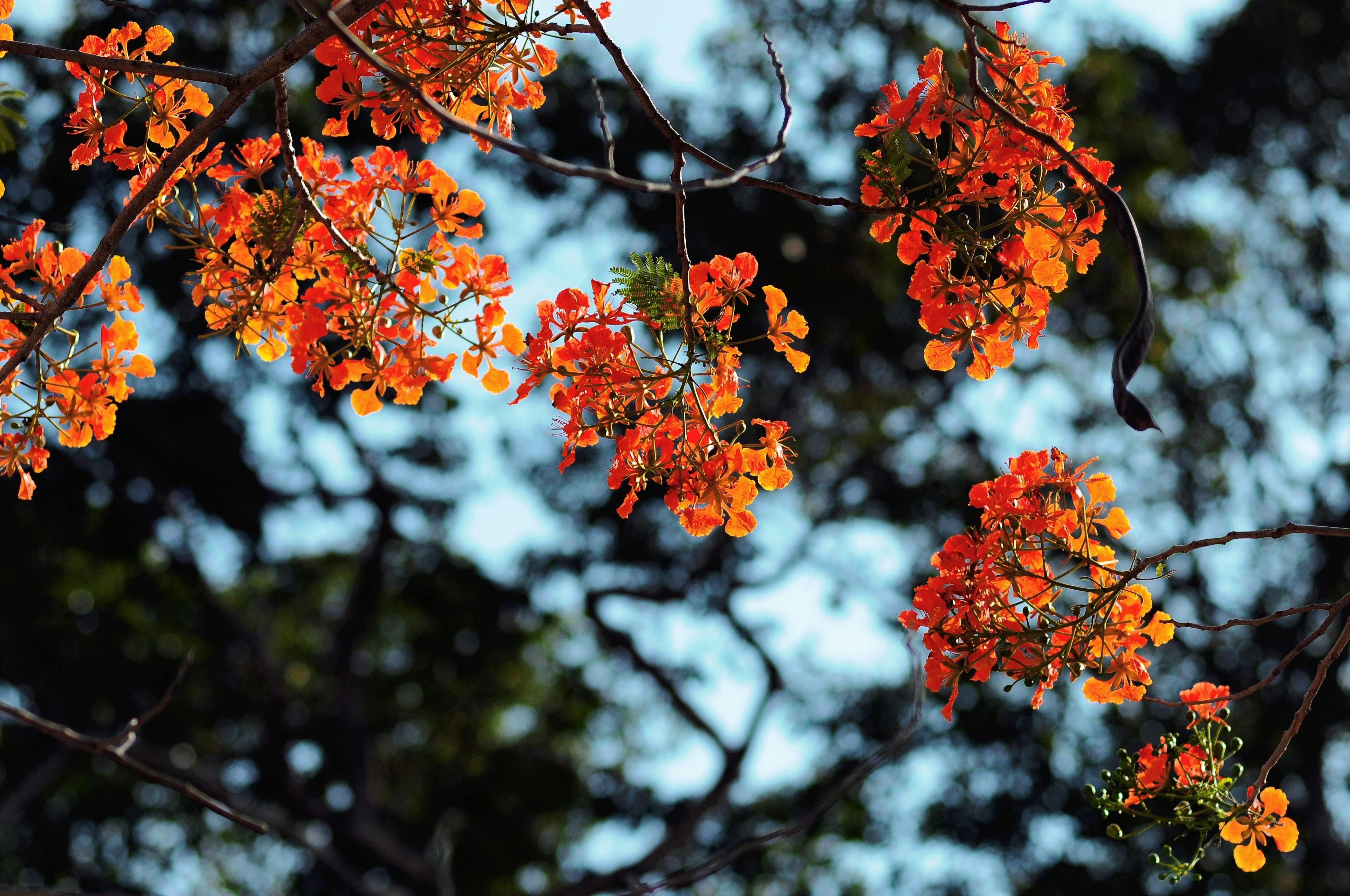 Delonix regia branches with bright red blossoms in sunlight.