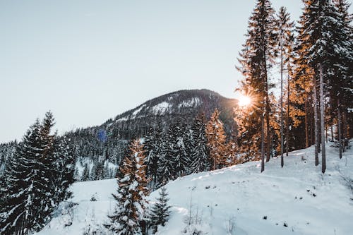 Alberi Innevati Contro Il Cielo