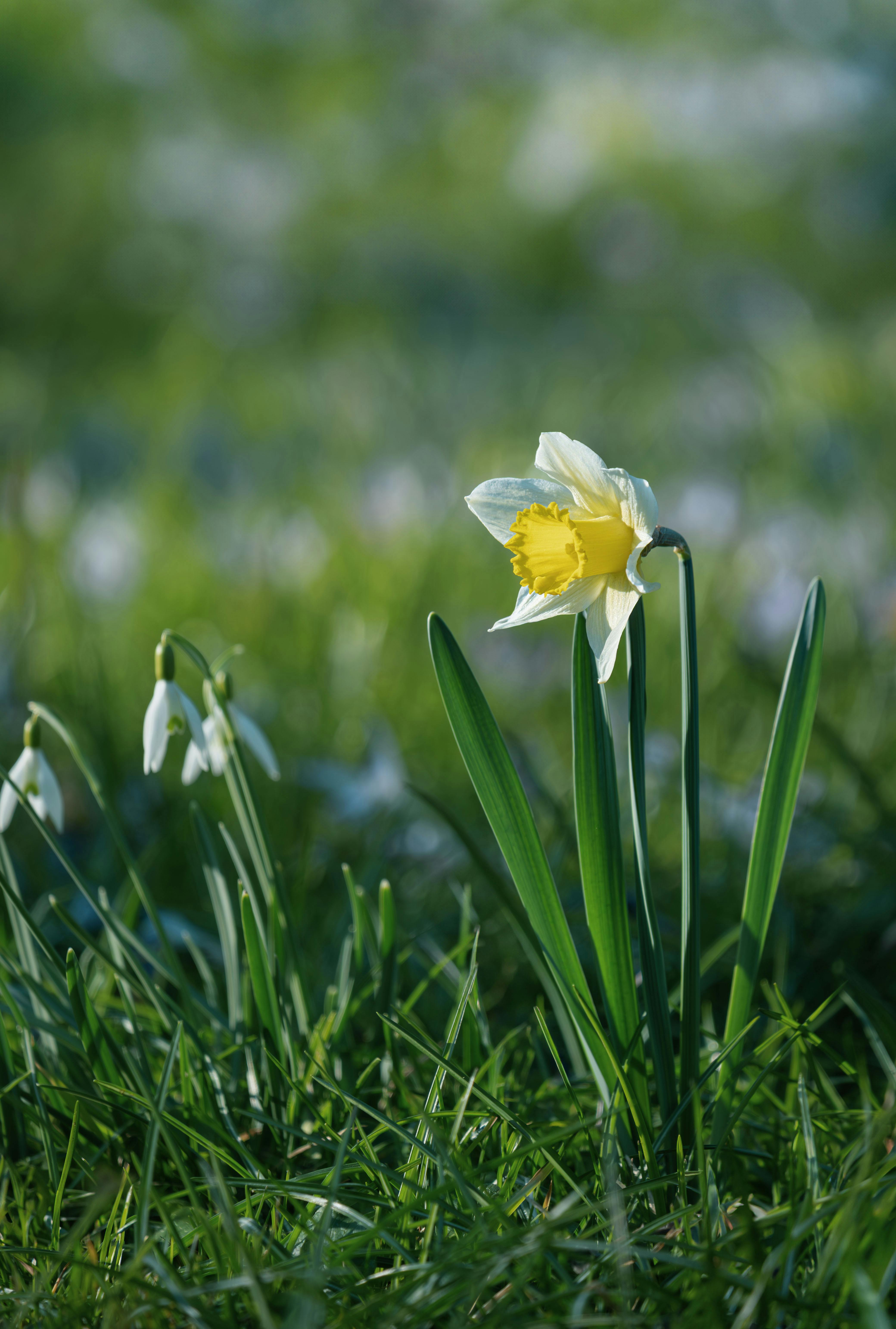 Vibrant yellow daffodil blooming amidst green grass in a spring meadow.