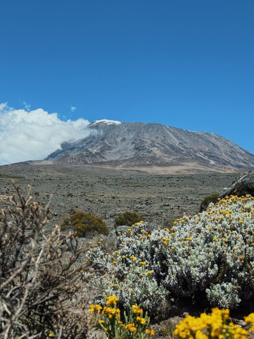 Free View of Mount Kilimanjaro surrounded by African flora and clear blue skies. Stock Photo