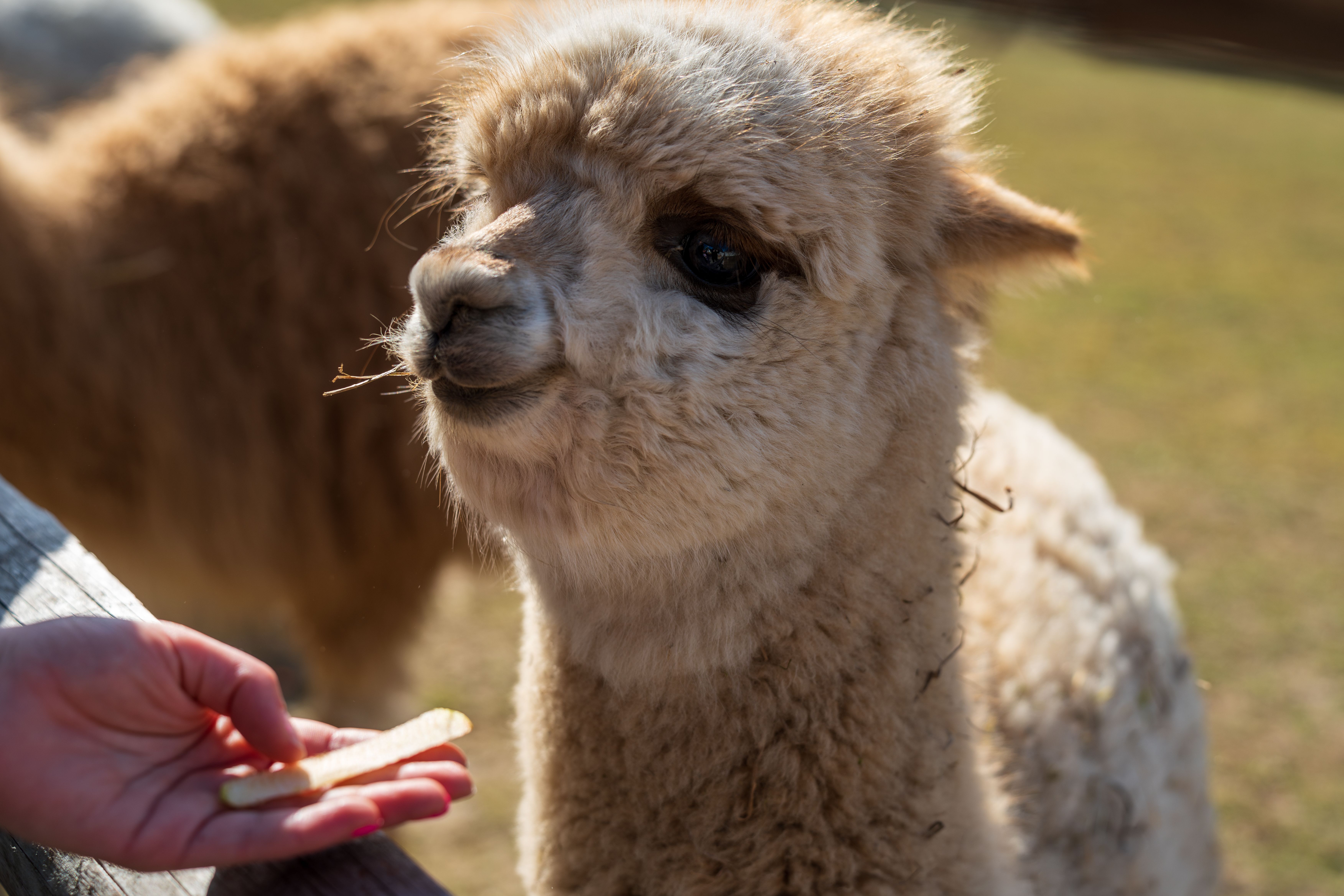 Alpaca Encounter