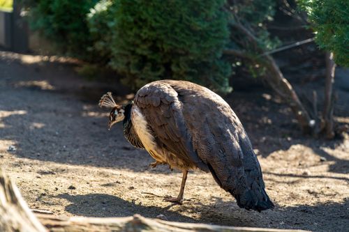 Free A female Indian peafowl walking in a sunlit outdoor area in Siercza, Poland. Stock Photo