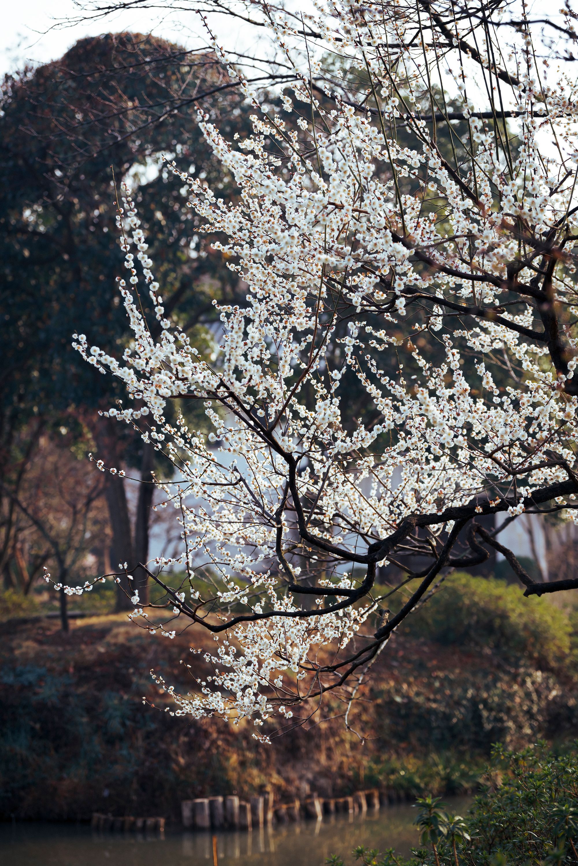 Beautiful Cherry Blossom Tree in Spring Park · Free Stock Photo