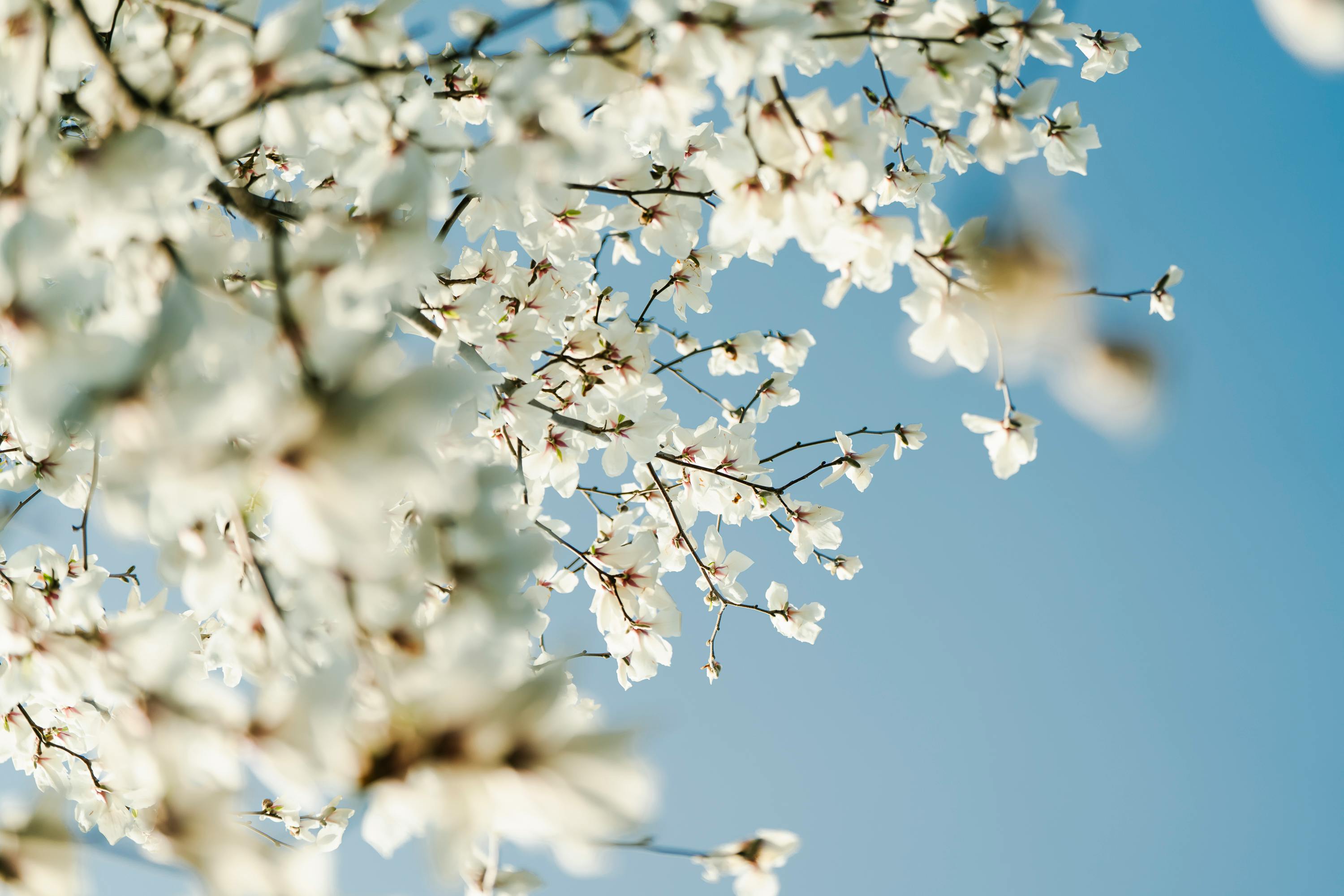 Ask the Expert: Spring and Summer Pet Care Tips - 5 EYEWITNESS NEWS — Photo by Rui Wang on Pexels