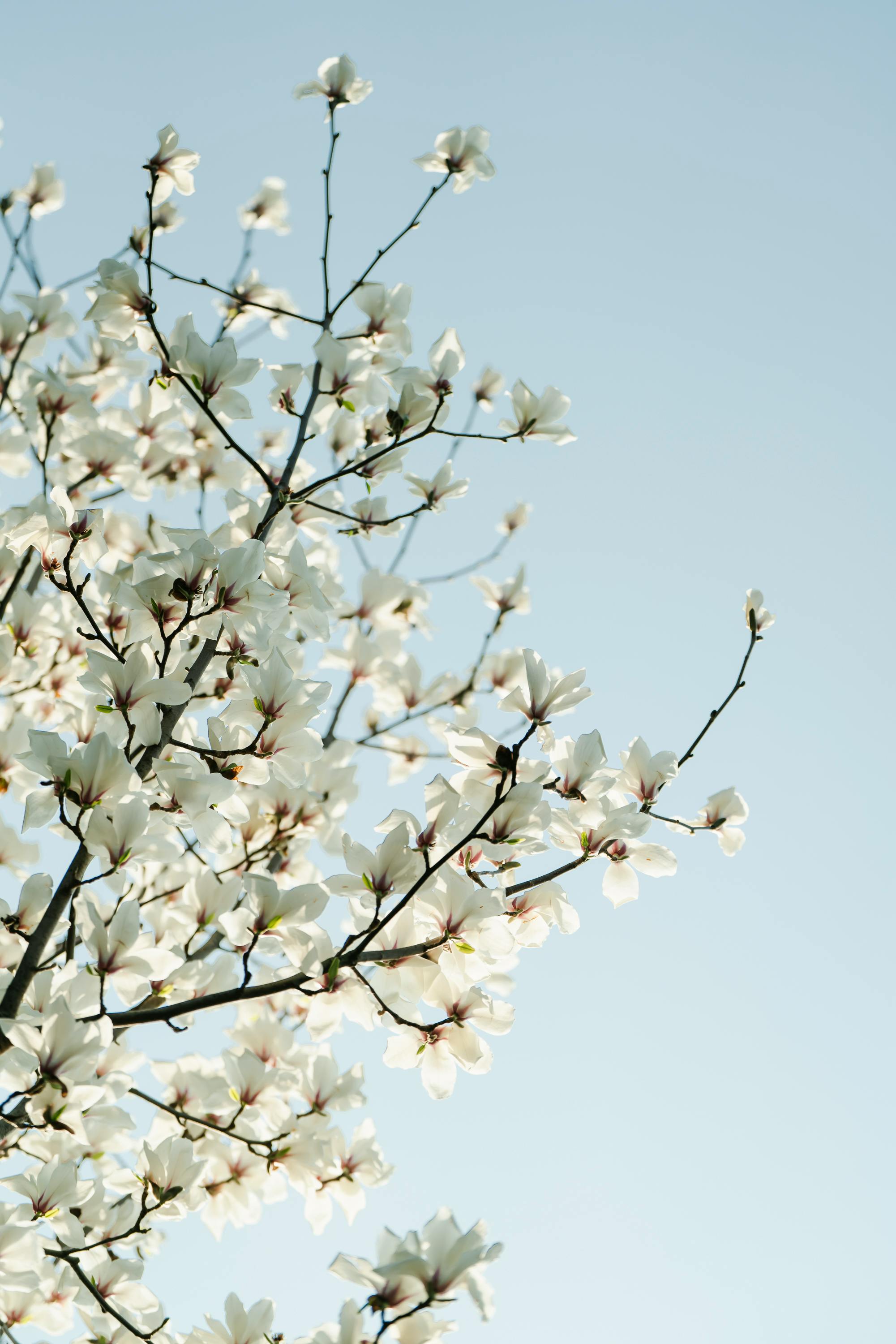 Beautiful white magnolia flowers bloom on a tree branch against a clear blue sky.