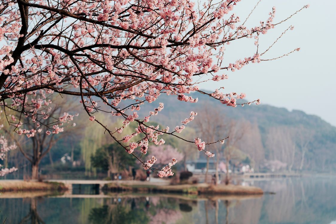 Beautiful Spring Cherry Blossoms by a Serene Lake · Free Stock Photo