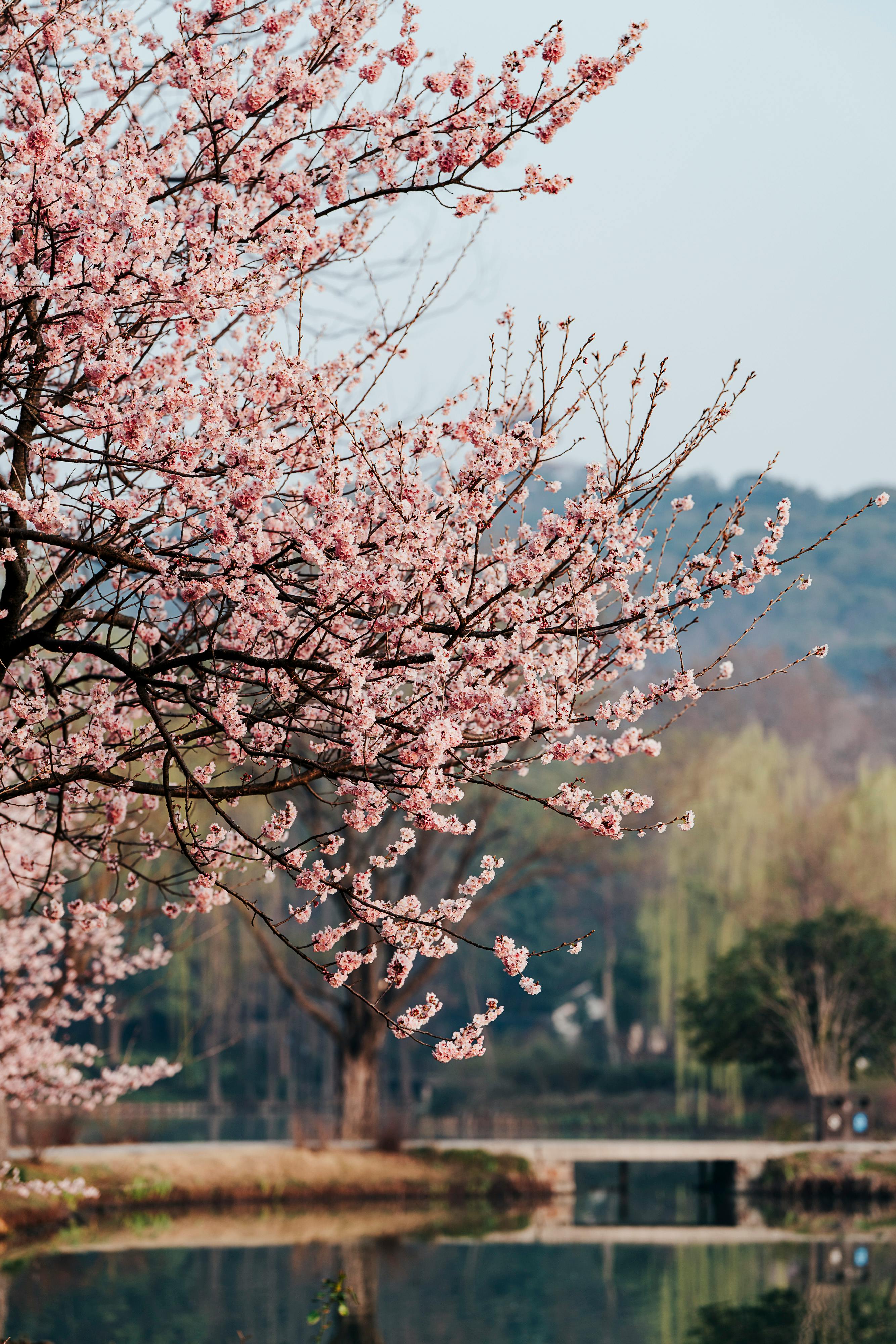 Spring cherry blossom tree beside a peaceful lake, creating a harmonious and serene scene.