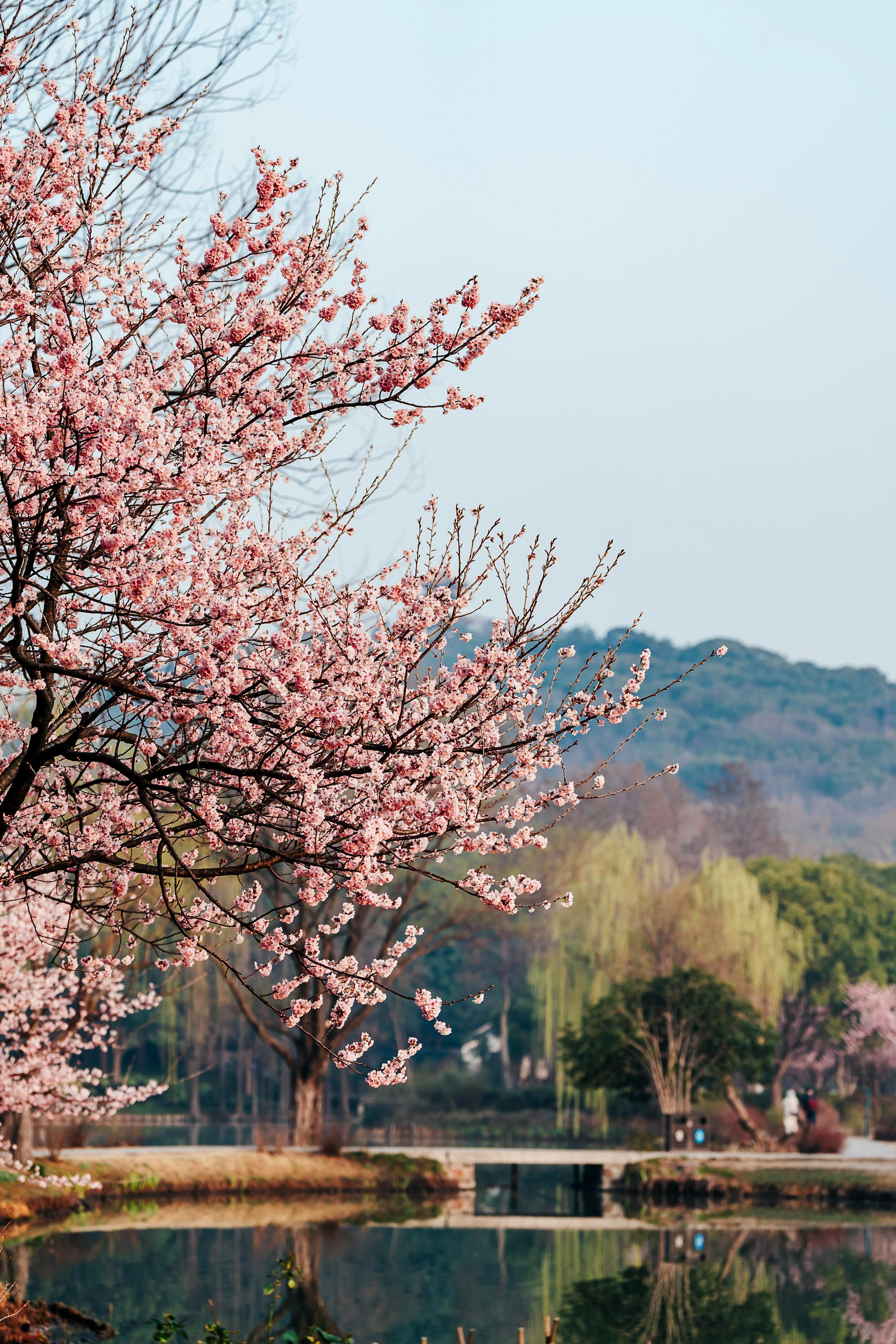 Serene Cherry Blossom by Tranquil Lake · Free Stock Photo