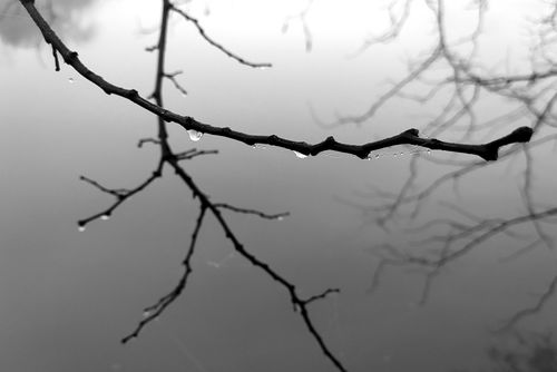 Free A serene black and white photo of a thin branch with water droplets reflecting on a calm lake. Stock Photo