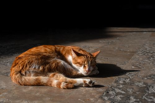Free A ginger cat peacefully sleeping in sunlight on a stone floor indoors. Stock Photo