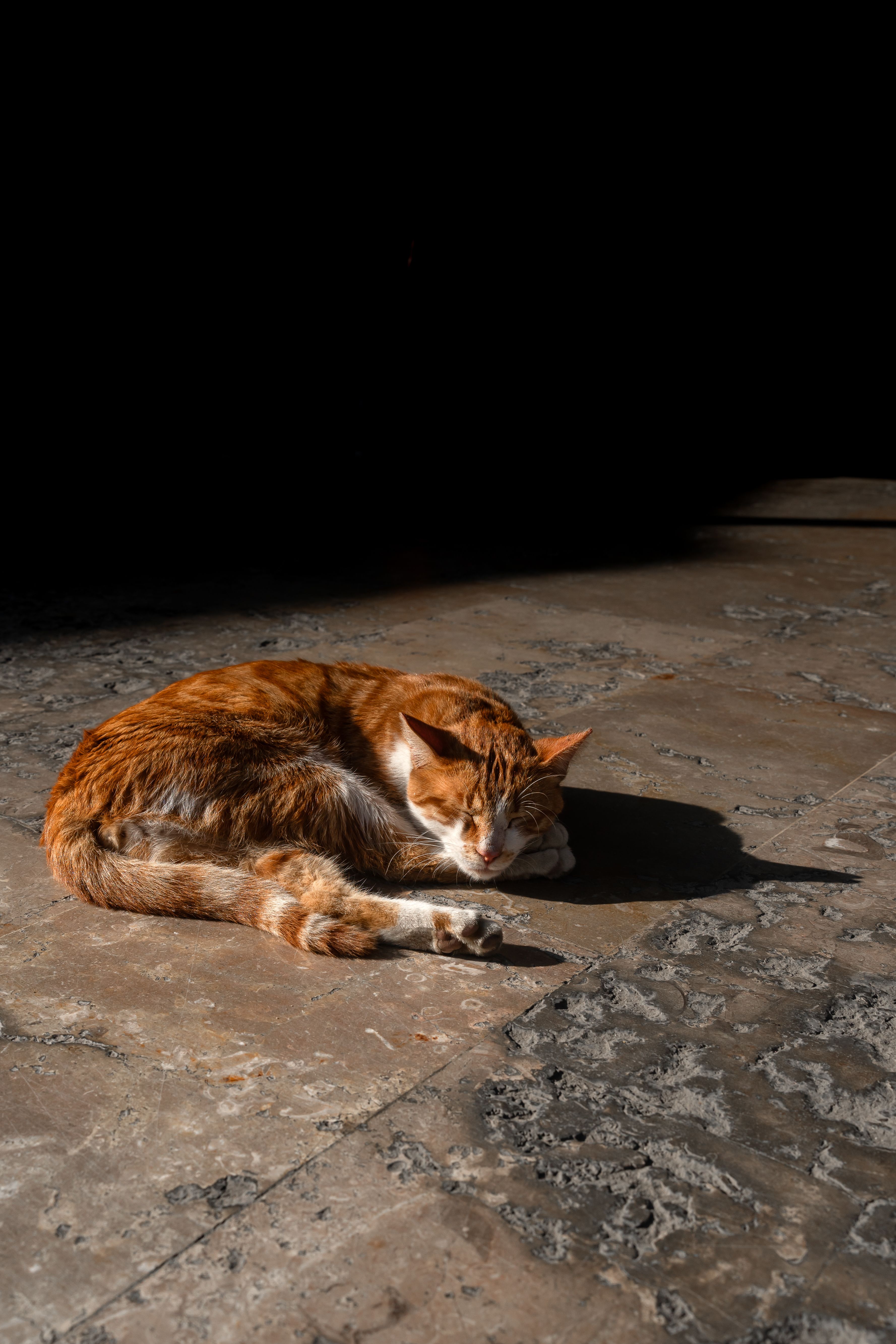 Ginger Cat Sleeping in Sunlight Indoors · Free Stock Photo