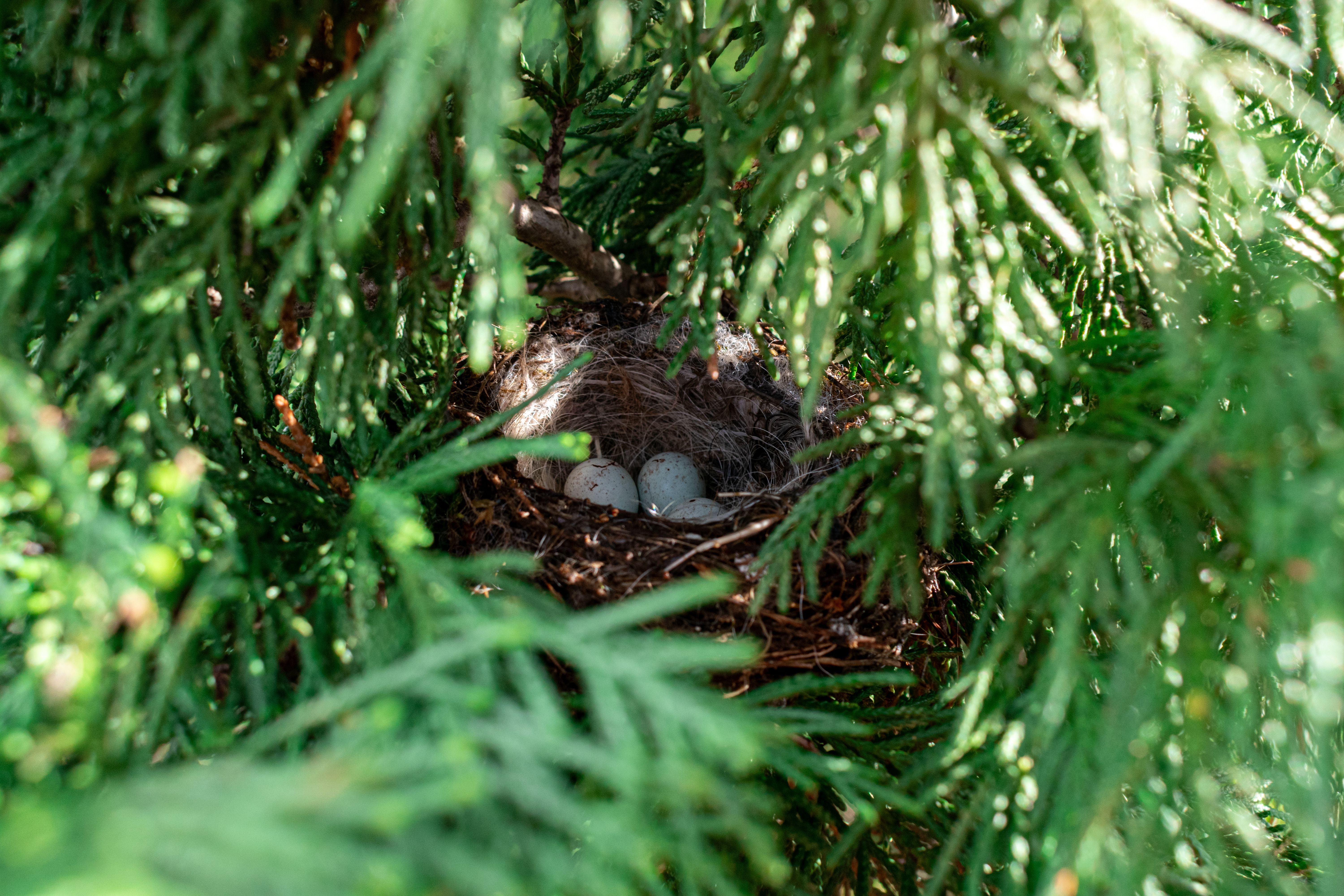 Close-up of Bird Nest with Eggs in Evergreen Tree · Free Stock Photo
