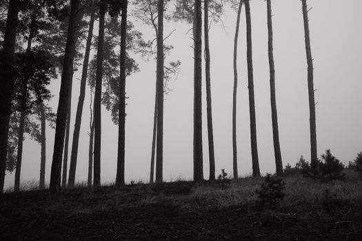 Eerie black and white photo of tall pine trees in a foggy forest setting.