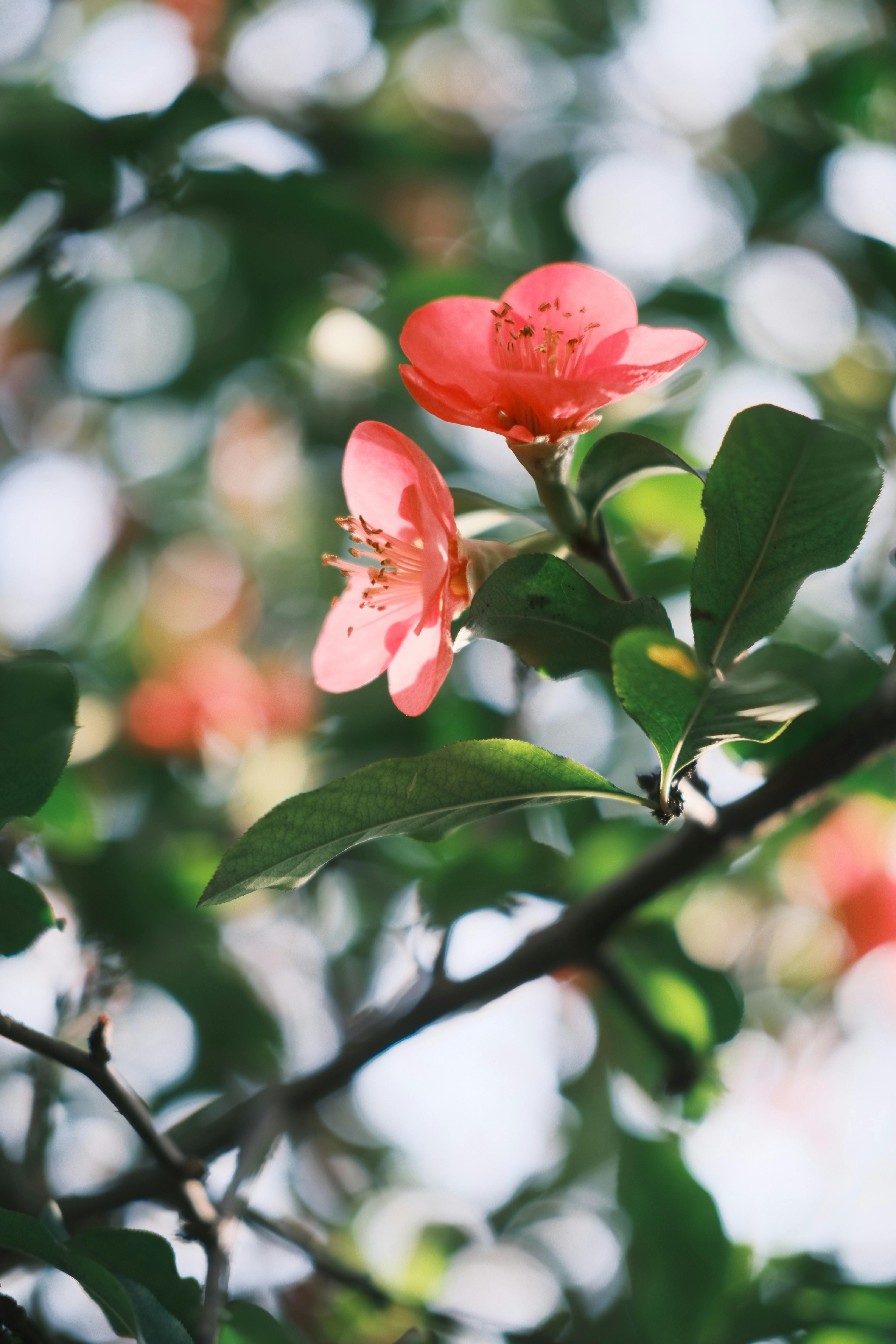 Beautiful pink flowers in focus against a bokeh background, showcasing spring's charm.