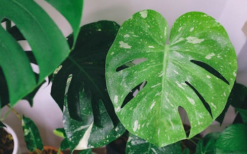 Close up of Green Leaves