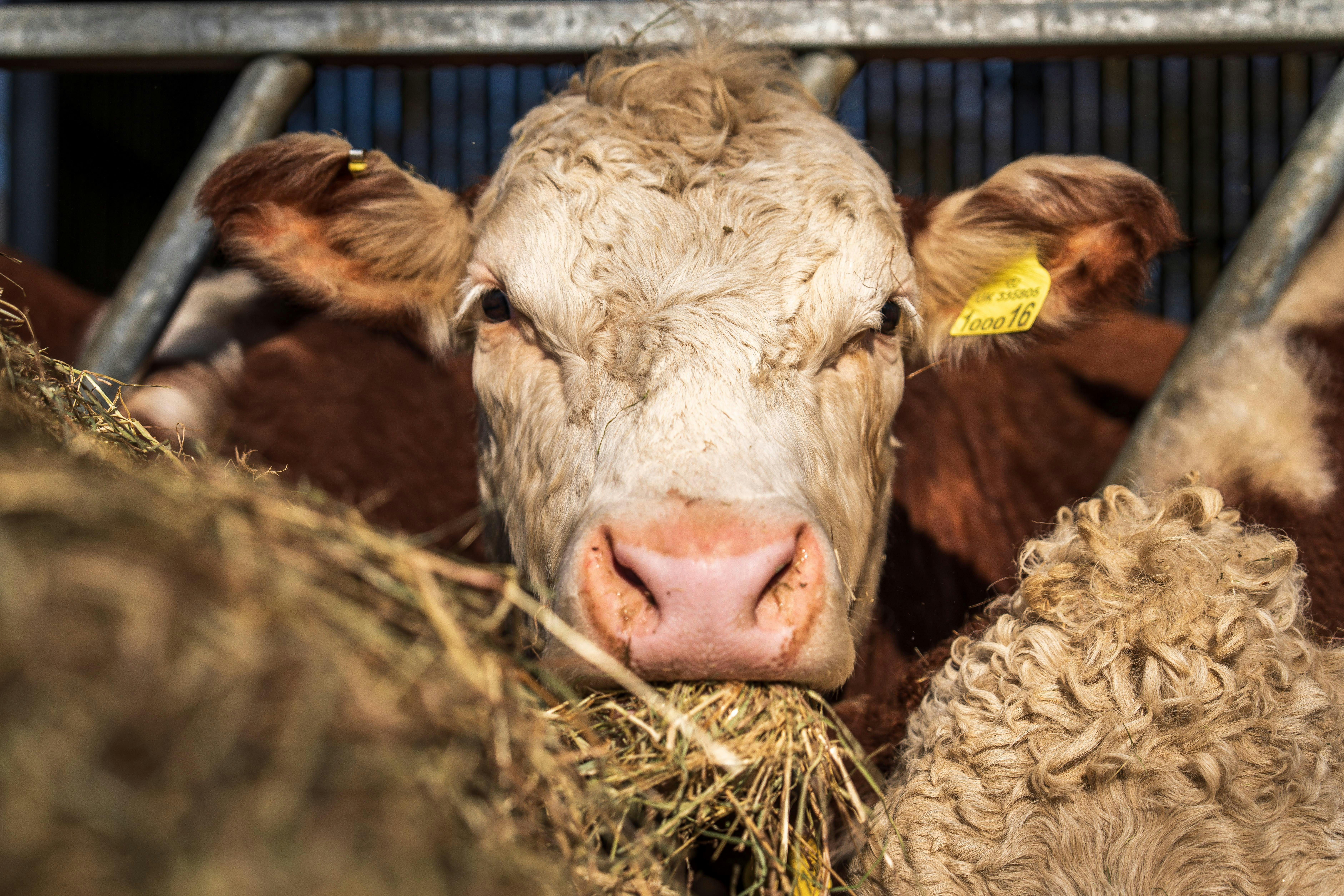 أبقار تتغذى على أعلاف مركزة في الحظيرة