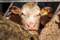 A close-up view of a cow eating hay in a barn, showcasing farm life and livestock care.