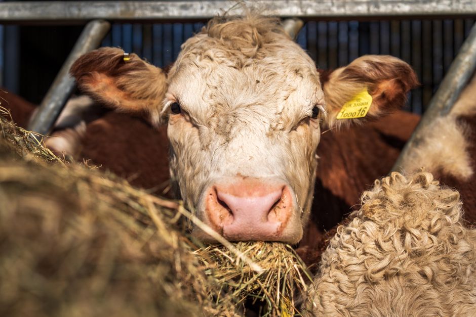 How Much Hay Does a Cow Eat Per Year? A Practical Bale Calculator Explained How Much Hay Does a Cow Eat Per Year? A Practical Bale Calculator Explained