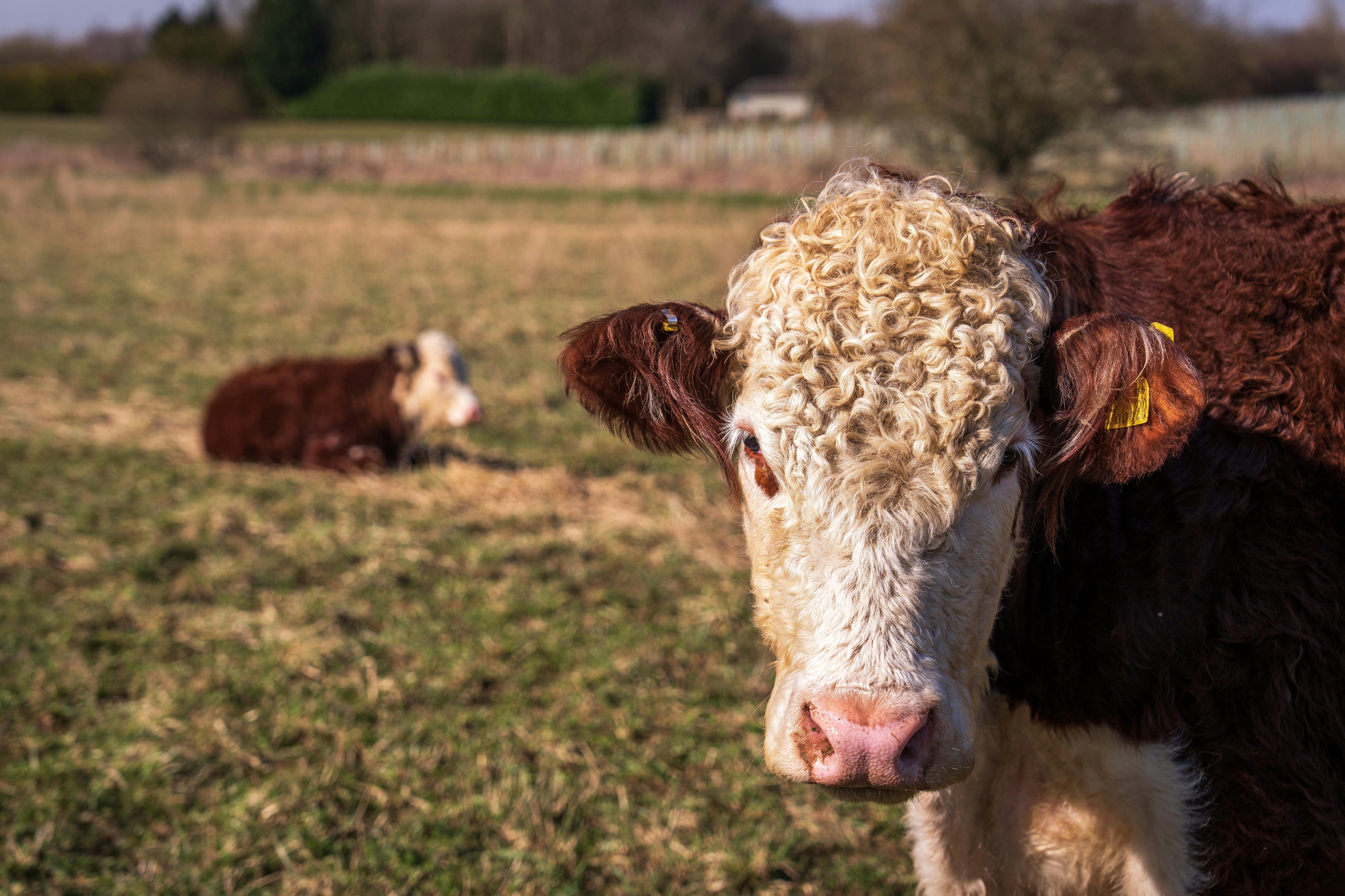 A Hereford cow with curly coat standing in an open field under daylight.
