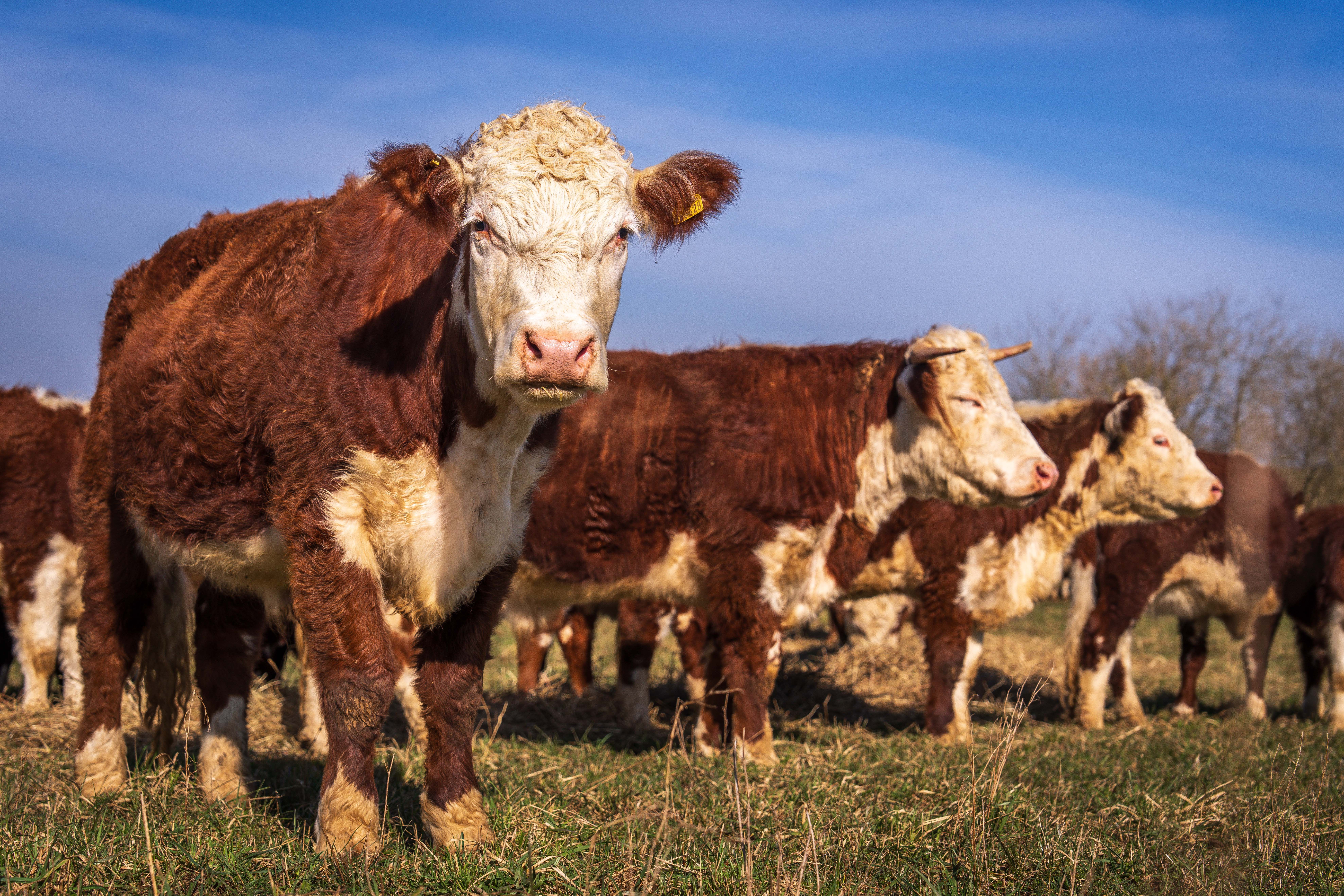 Profitablelivestock