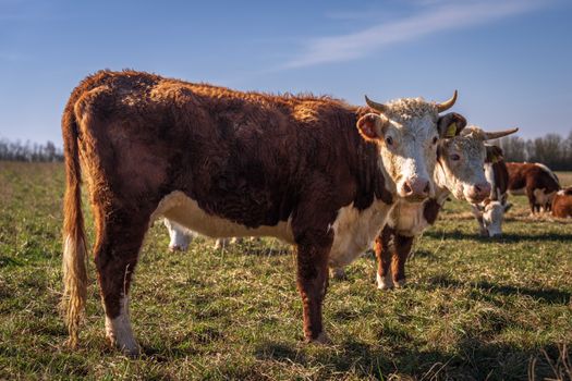 Where to Buy Organic Grass-Fed Beef Online: Your Ultimate Guide