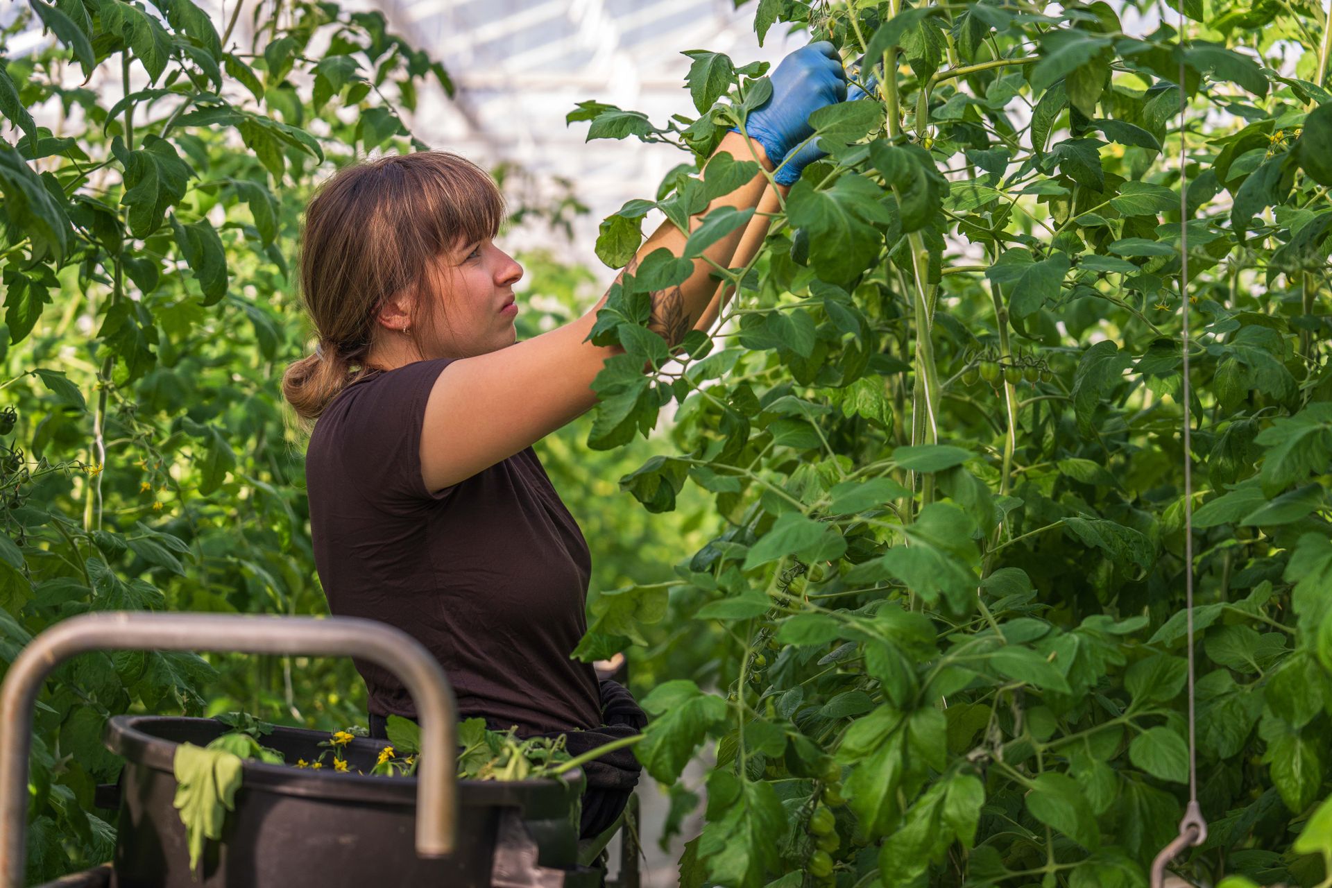 Woman tending tomato plants in a lush greenhouse environment, showcasing sustainable agriculture.