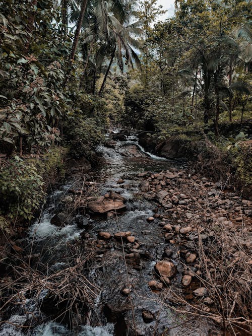 Sungai Kecil Di Hutan