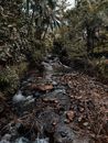 Creek in the Forest