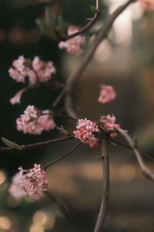 Free Tender pink blossoms on a twig with an unfocused background, embodying spring's bloom. Stock Photo