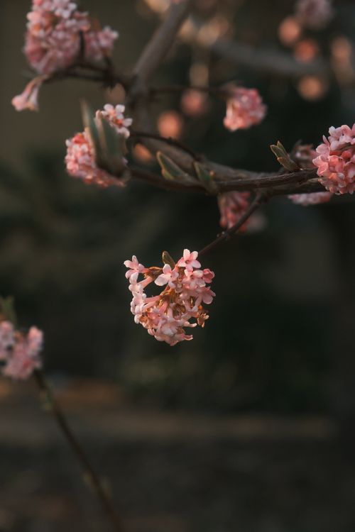 Free Delicate pink blossoms captured in spring, showcasing the beauty of nature with an unfocused background. Stock Photo