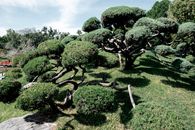 Jardín Japonés