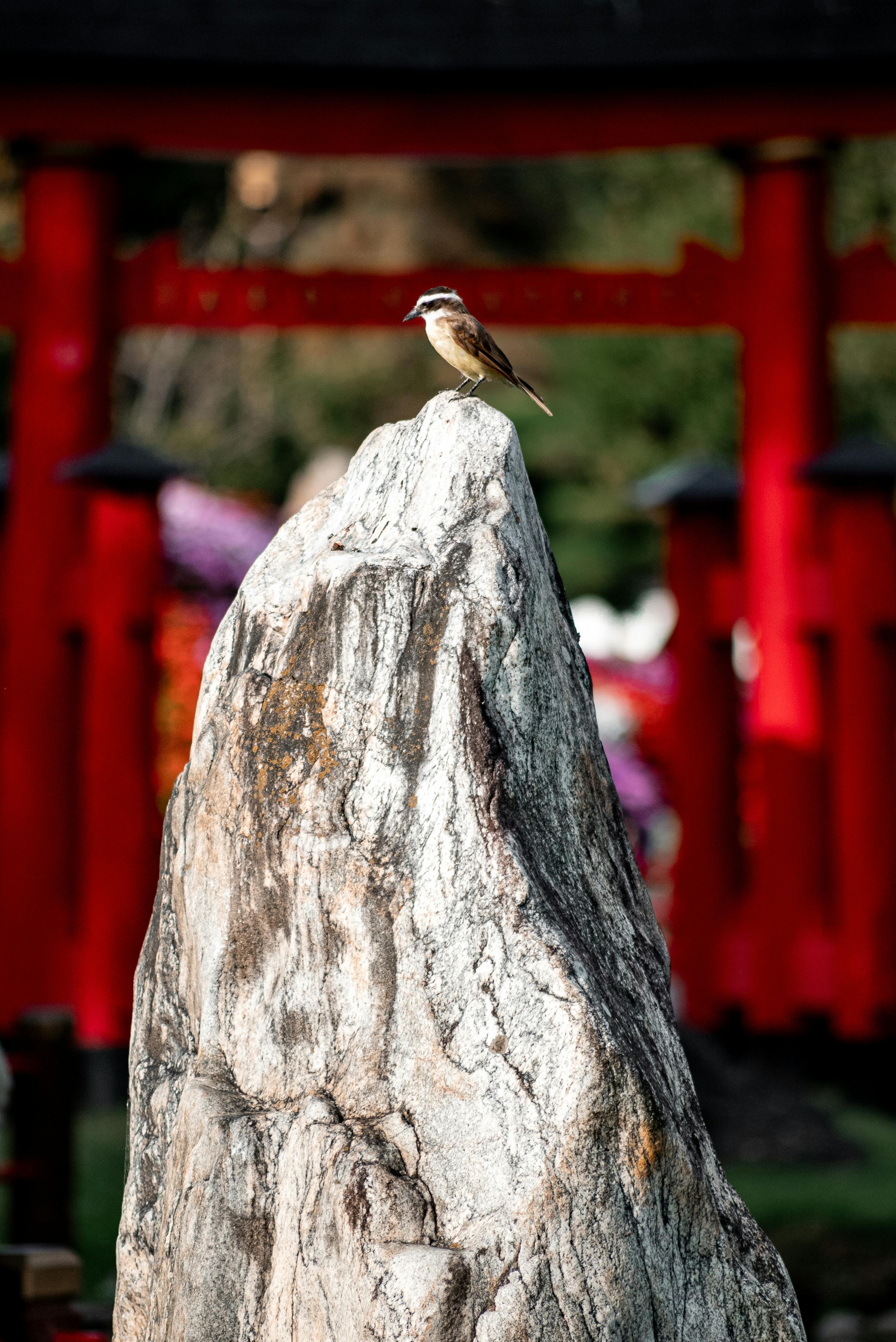A bird perched on a rock in the Japanese Garden, Buenos Aires, with vibrant red tori gates in the background.