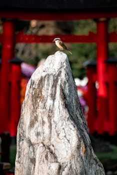 A bird perched on a rock in the Japanese Garden, Buenos Aires, with vibrant red tori gates in the background.