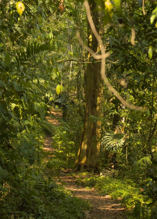 Free stock photo of atardecer, footpath, forest Stock Photo