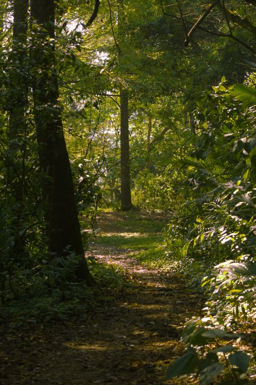 Free stock photo of atardecer, footpath, forest Stock Photo