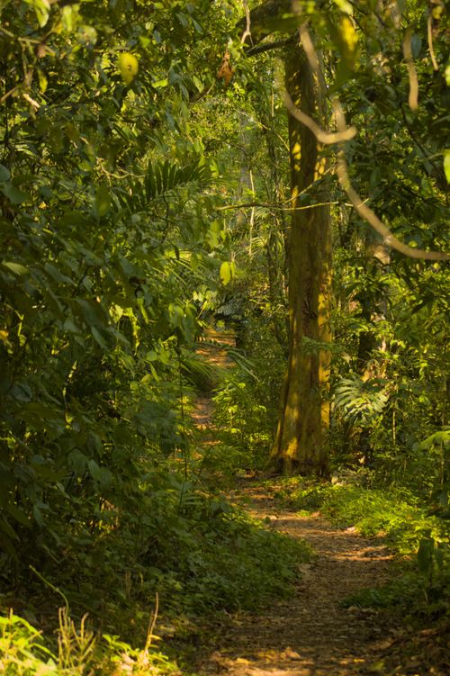 Free stock photo of atardecer, footpath, forest Stock Photo